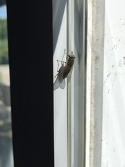 Tabanus nigrovittatus