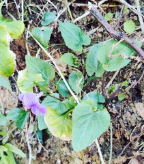 Viola japonica