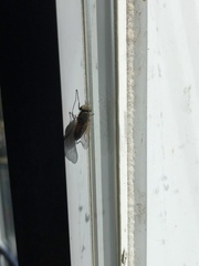 Tabanus nigrovittatus