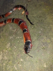 Erythrolamprus pseudocorallus