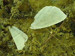 Campaea perlata