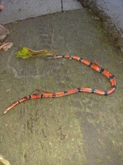 Erythrolamprus pseudocorallus