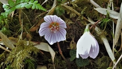 Oxalis griffithii taimonii