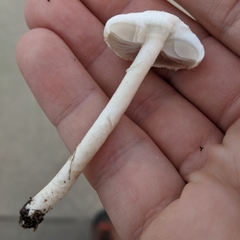 Agrocybe molesta