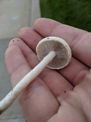 Agrocybe molesta