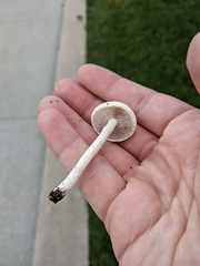 Agrocybe molesta