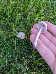 Agrocybe molesta