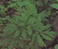 Jacobaea cannabifolia