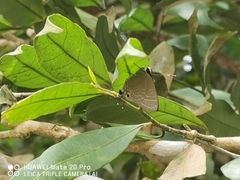 Deudorix epijarbas