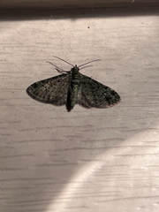 Pasiphila rectangulata