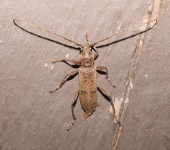 Brothylus gemmulatus