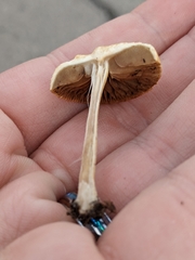 Agrocybe