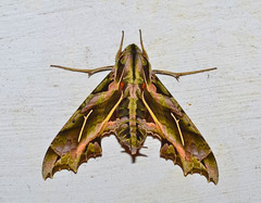 Hemeroplanes longistriga