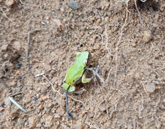 Exerodonta sumichrasti