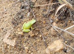 Exerodonta sumichrasti