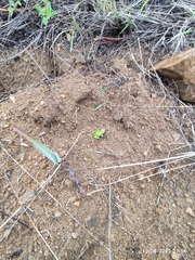 Exerodonta sumichrasti