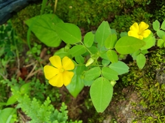 Oxalis frutescens