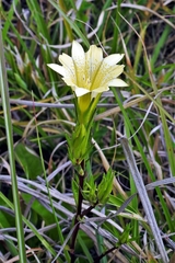 Gentiana itzershanensis