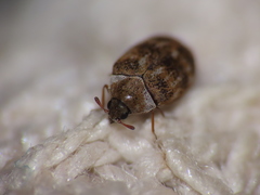 Anthrenus fuscus