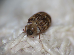 Anthrenus fuscus