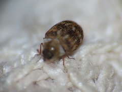 Anthrenus fuscus
