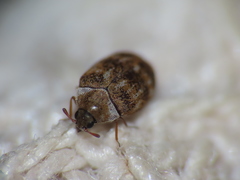 Anthrenus fuscus
