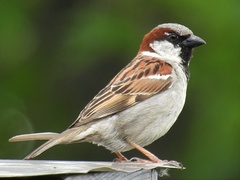 Passer domesticus