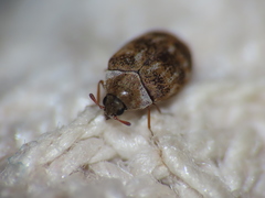 Anthrenus fuscus