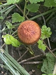 Rhizomarasmius pyrrhocephalus