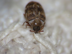 Anthrenus fuscus