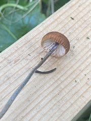 Rhizomarasmius pyrrhocephalus