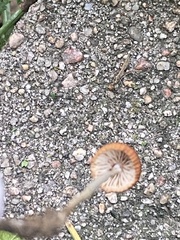 Rhizomarasmius pyrrhocephalus