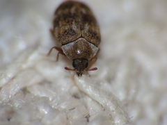 Anthrenus fuscus