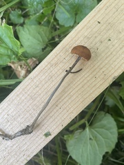 Rhizomarasmius pyrrhocephalus