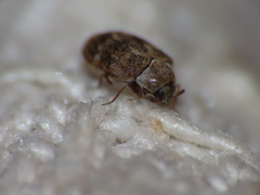 Anthrenus fuscus