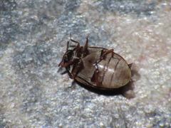 Anthrenus fuscus