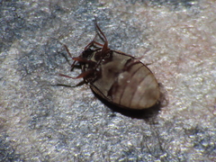 Anthrenus fuscus