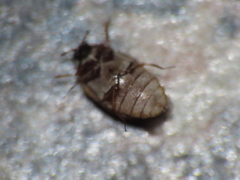 Anthrenus fuscus