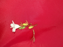 Dyschoriste setigera