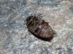 Anthrenus fuscus