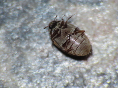 Anthrenus fuscus