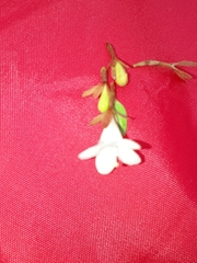 Dyschoriste setigera