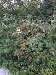 Dyschoriste setigera