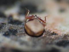 Anthrenus fuscus