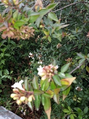 Dyschoriste setigera