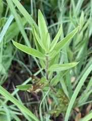 Gentiana puberulenta