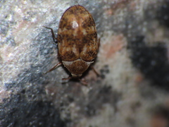 Anthrenus fuscus