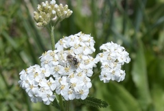 Halictus