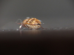 Anthrenus fuscus