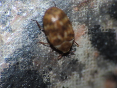 Anthrenus fuscus